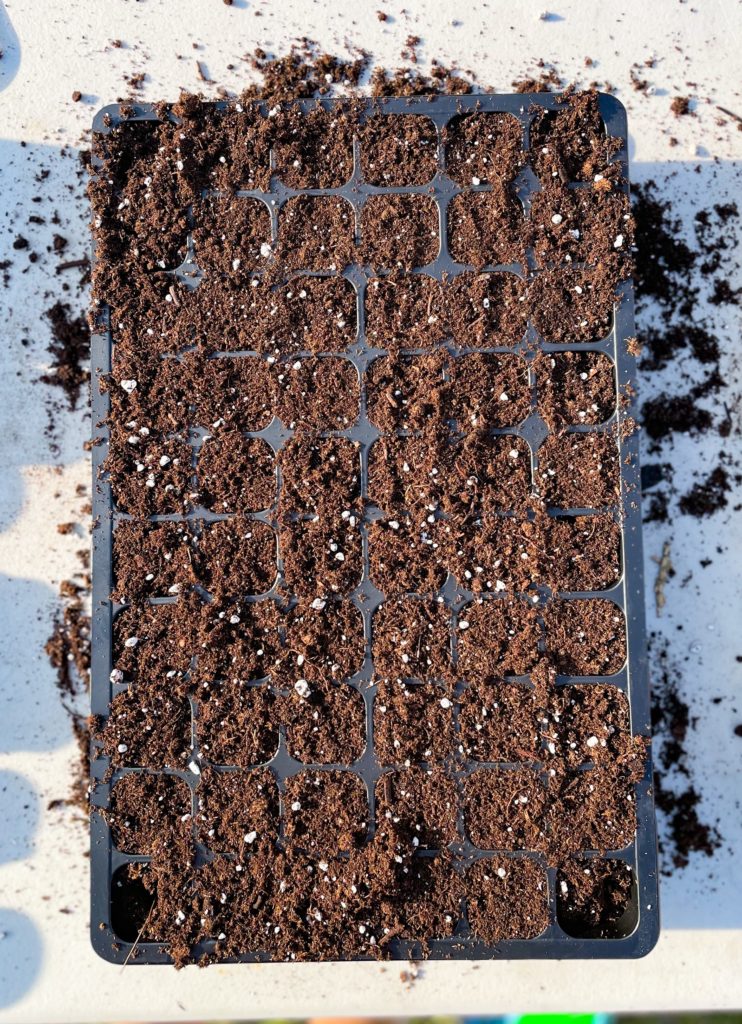 seeds starting tray filled with potting mix