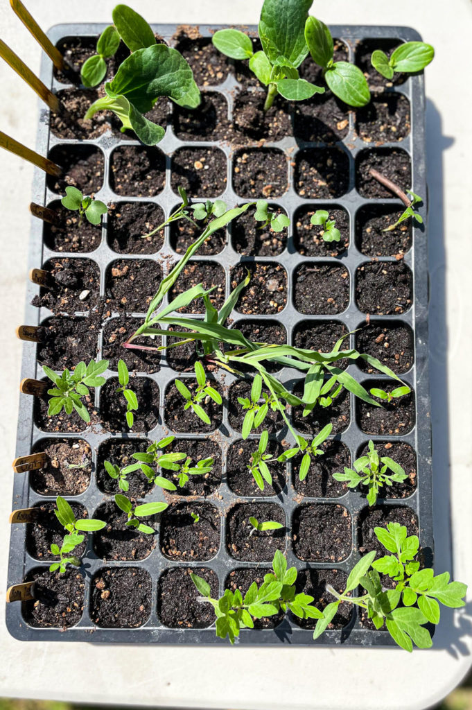 seedlings in seed starting tray