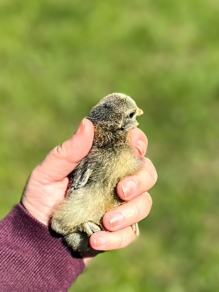 person holding baby chick in hand