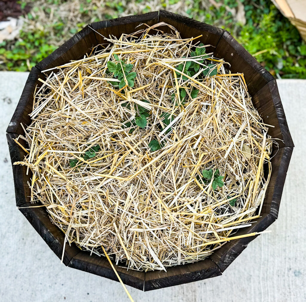 potatoes growing in container