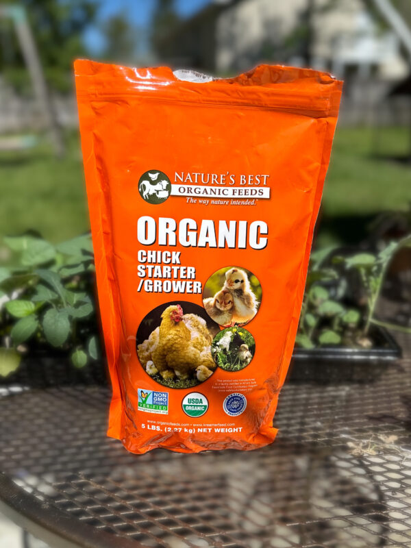 Raising Baby Chicks For Beginners - Simply Modern Homestead