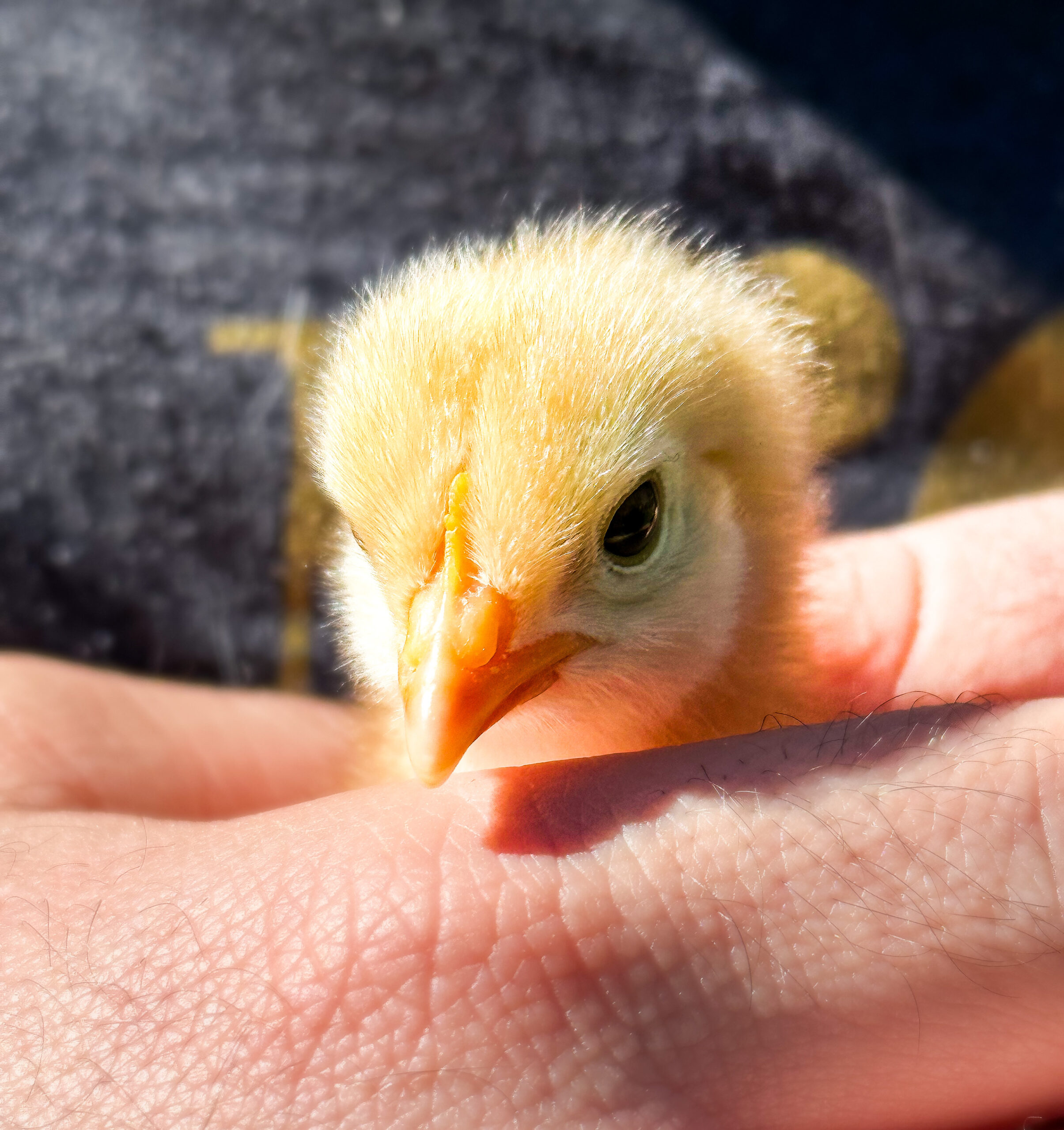 Person holding a baby chick