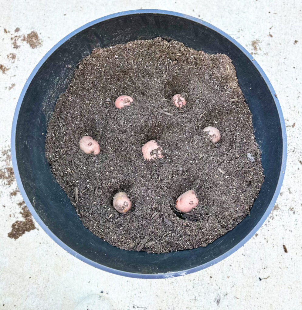 potatoes in container with soil