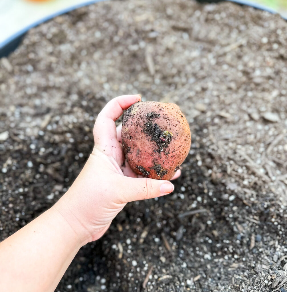 how to grow potatoes in containers