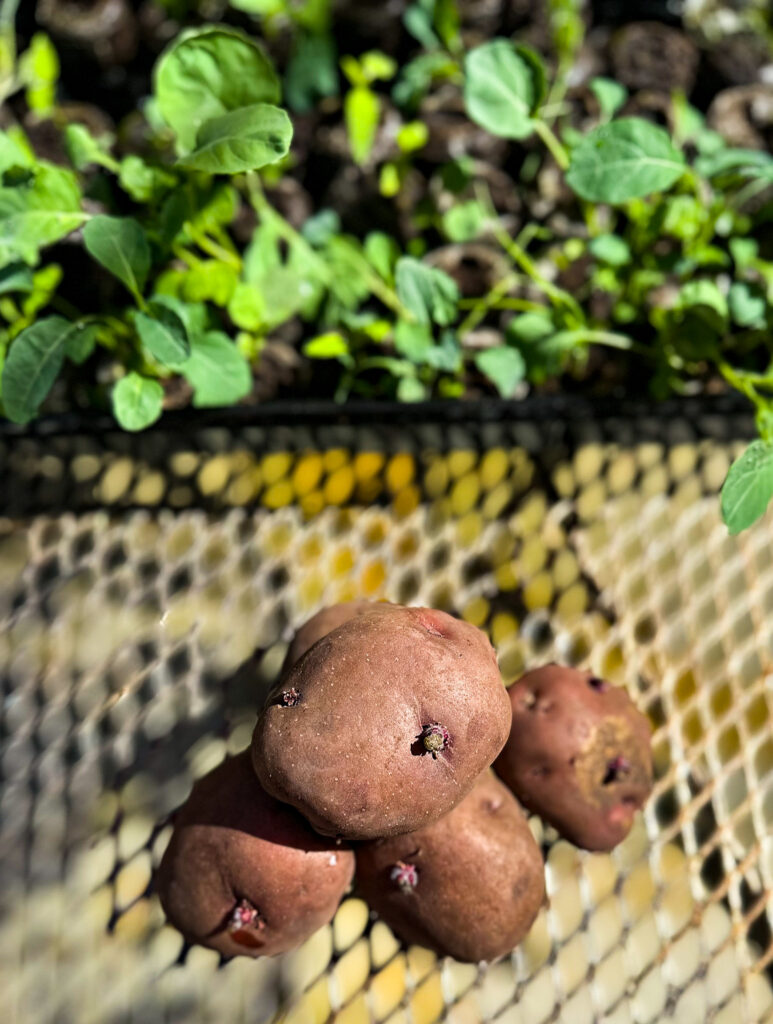 potatoes laying on an outdoor table